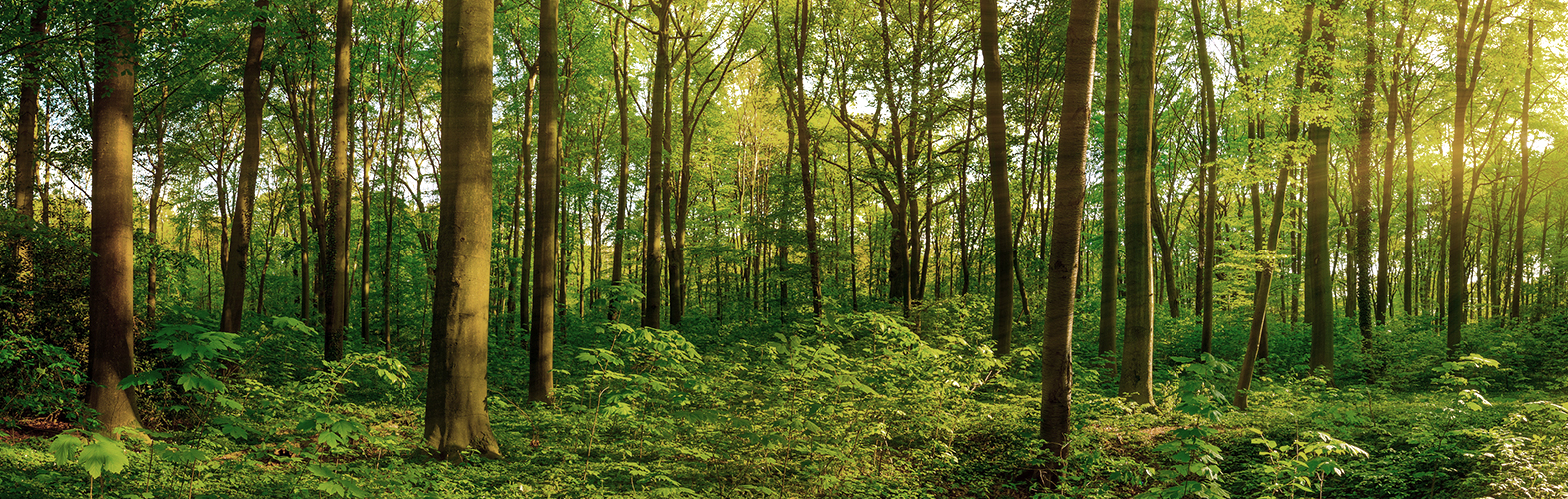 Wald und Holzarten
